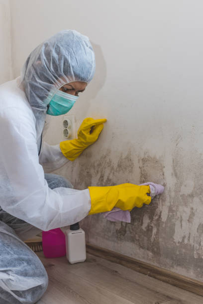 Best Water Damage & Mold Remediation  in Nappanee, IN